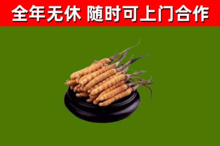 丽水市回收冬虫夏草