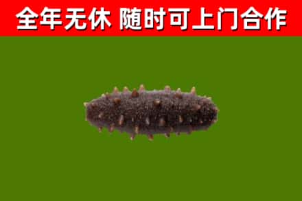 丽水市回收海参干